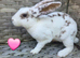 Baby mini rex available