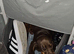 9 month female dachshund