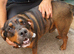 Rottie cross