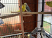 Very Healthy budgies 3-4 months old