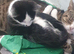 Three black and white kittens