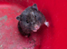Syrian Hamster