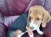 Young Beagle for Sale in Northern Ireland