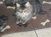 Maincoones Kittens