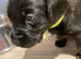 Gorgeous Cockador Puppiss