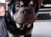 frenchie cross
