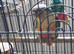 Pineapple / Green Cheek baby Conures