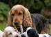 Show cocker spaniel