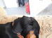 Mini dachshund
