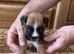 Stunning litter ready 16th June