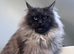 Maine coon