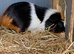 Guinea pig hutch