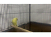 Pair of Young Beautiful Budgies £75
