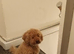 F1Bb Cavapoo boy