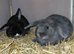 2 baby rabbits