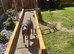 Bull greyhound Lurcher
