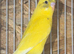 3 mutation budgies
