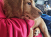 Working cocker spaniel