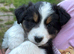 Ausssie puppies! Last 2 girlls available KC registred
