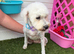 Looking For A Forever Home For Our Beloved Bella