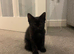 Ragcoon kittens 1 dark brown female left