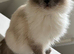 3 left ragdoll kittens