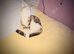cali co and white female kitten