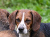 1 girl beagle puppy for sale