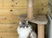 Gorgeous ragdoll kittens ready now