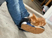 3 ginger kittens for sale