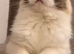 Ragdoll X Kittens