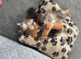 10week pure Maine coons! Ready to leave heath tested parents DNA and health checked kittens