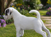 Traditional jack russell puppies