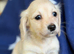 KC reg, English cream Miniature Dachshund puppies