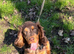 Girl spaniel