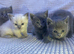 Ragdoll X British Kittens