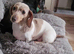 Minuture Dachsund