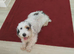 Doxiepoo
