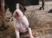 9 bullurcher cross staffy  puppies looking for loving homes