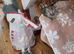 Chinchilla kittens