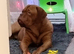 Dogue De Bordeaux Puppies