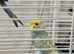 Young budgies pair in London