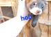 Hobs and jills available