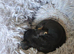female mini pinscher cross westie pup