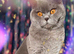 BSH GCCF MALE CAT