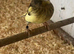 Gloster canaries for sale