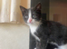 Female kitten