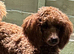 Small Toy poodle female