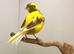 proven canary hen