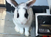 Adorable Baby Bunnies Looking for Their Forever Homes